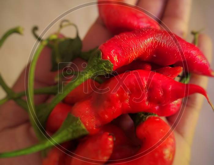 many riped red chillies in palm of hand.