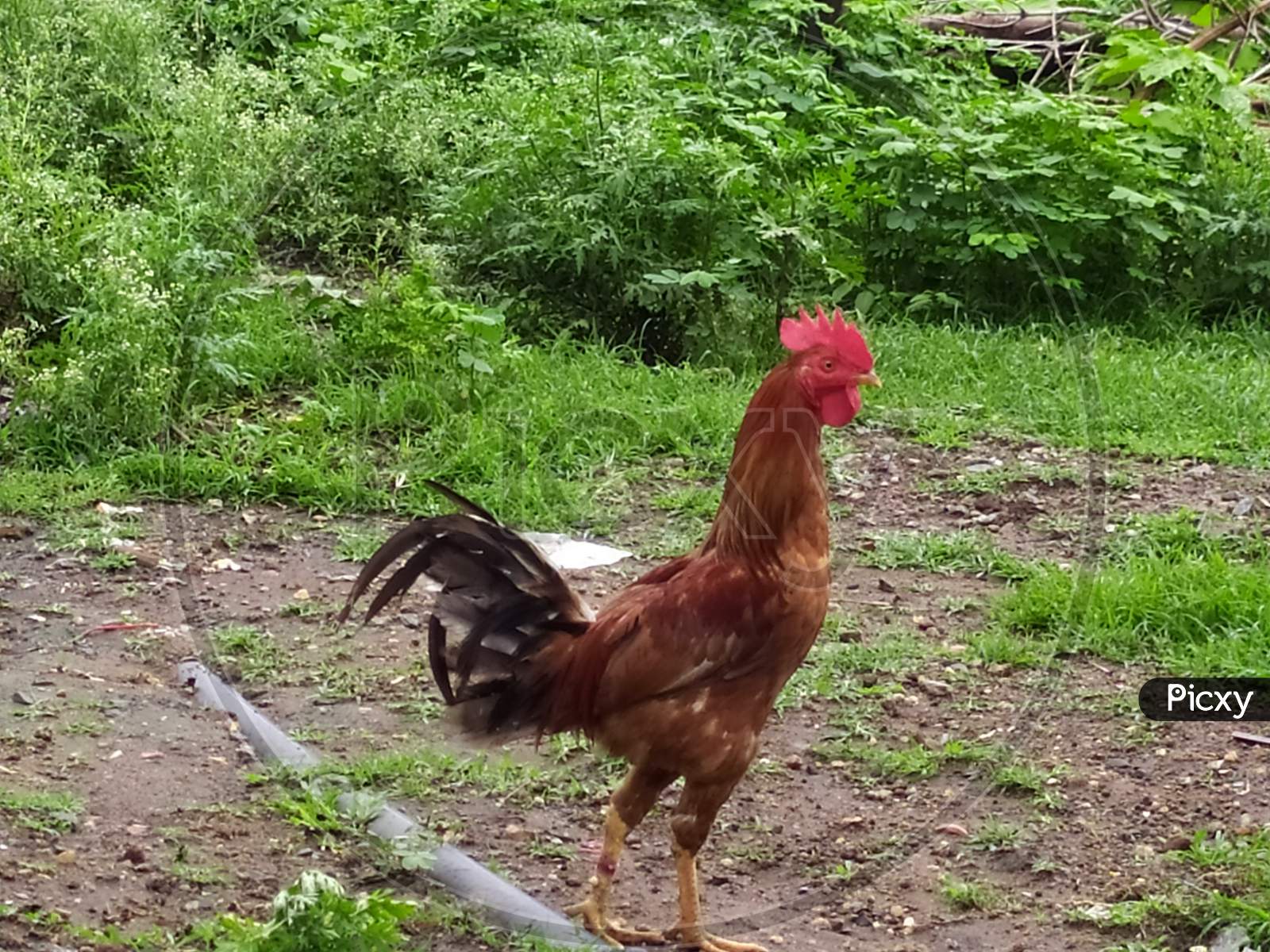 Wild and feral chicken rooster in Nagpur, India