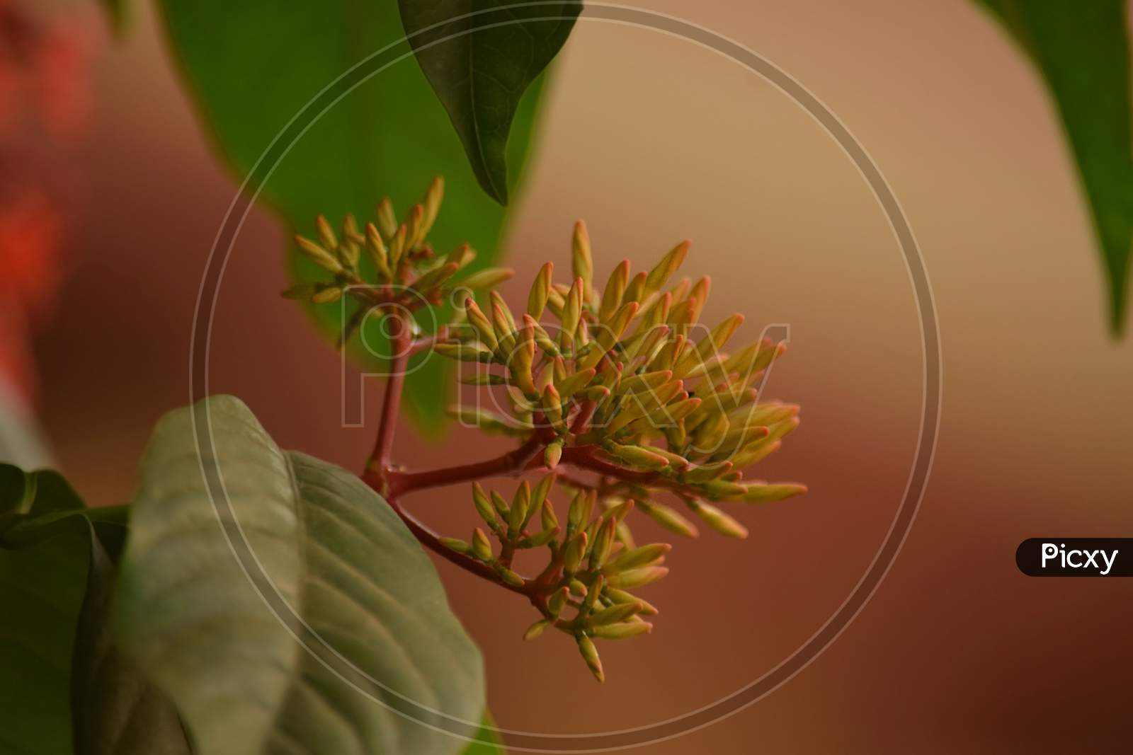 Jungle Flame Flower, Ixora Coccinea