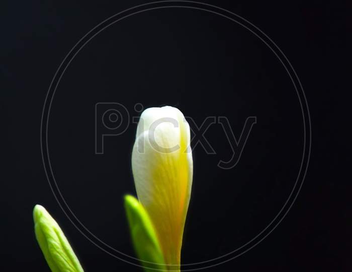 Fresh White Flower Bud In The Garden, Beautiful Fresh Flower Isolated On Black Background