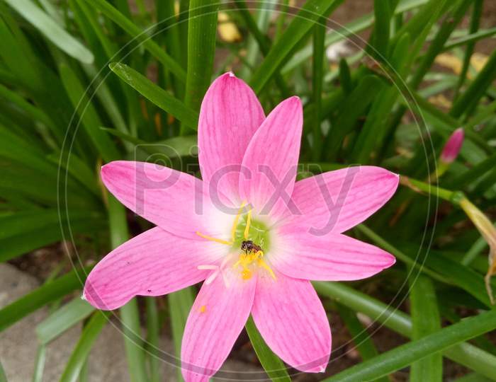 Pink Rose Lily rainy flower