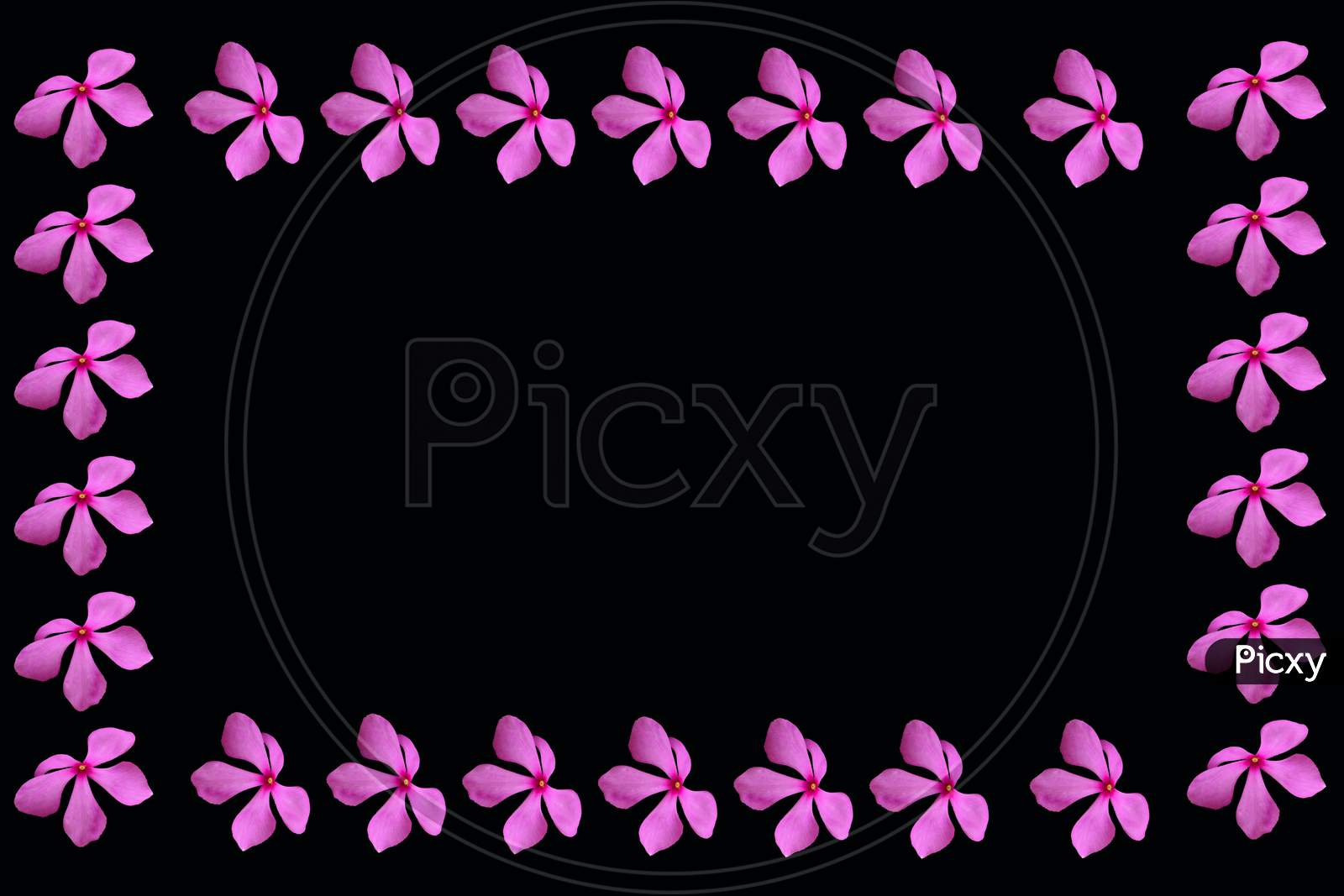 Pink Color Flower Isolated With Black Background