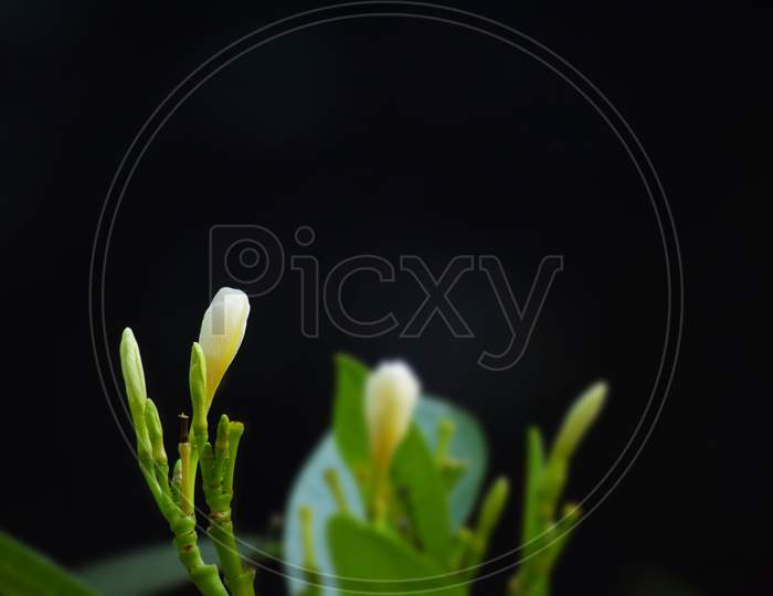 Fresh White Flower Bud In The Garden, Beautiful Fresh Flower Isolated On Black Background