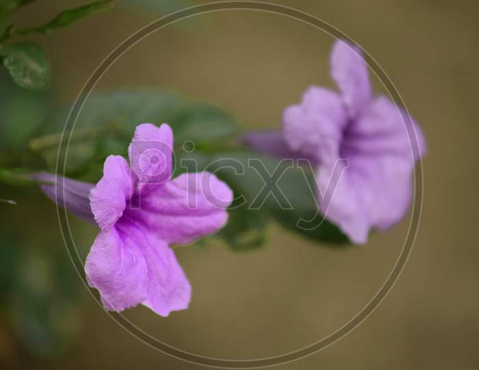 Fresh Natural Flower In Pink Color With Blurred Background