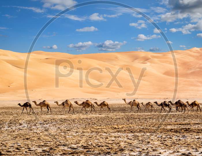 A Group Of Camels Crossing At Liwa Desert, Abu Dhabi, Clean Sand Dunes With Blue Sky
