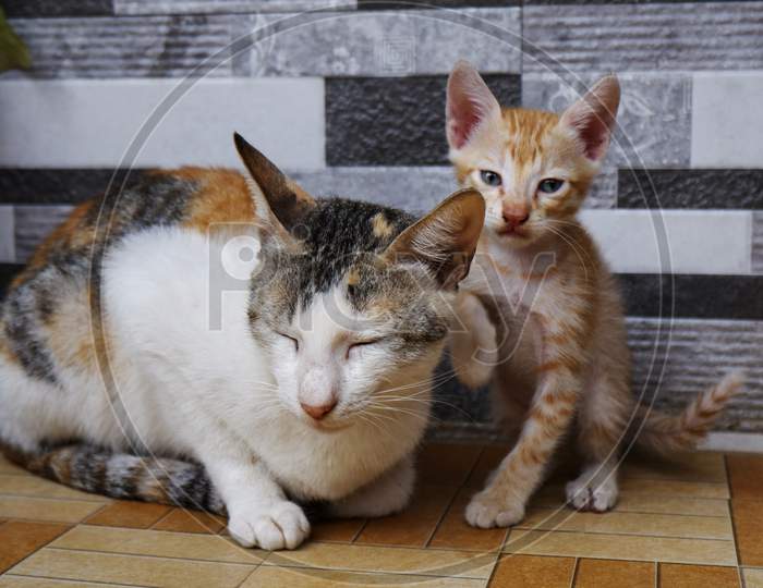 Front View Of Mother Cat & Kitten Sitting