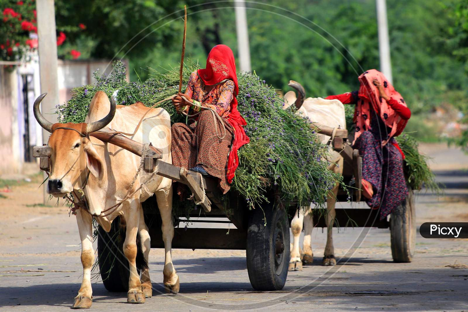 Indian Villager Returns From Agriculture Fields With Produce Carried On A Bullock Cart On The Outskirts Village Of Ajmer, Rajasthan, India On 14 July 2020