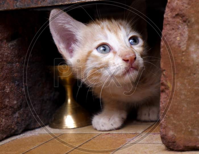 Closeup View Of Cute Kitten Upside Looking