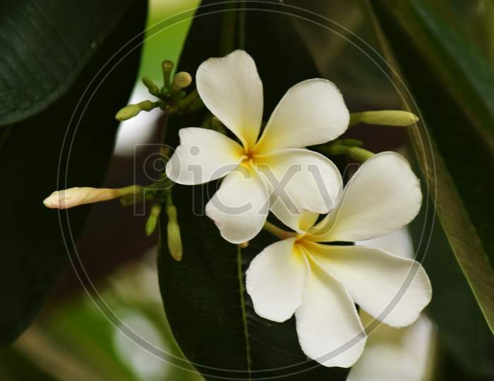 Plumeria Flower With Plant Beautiful Look