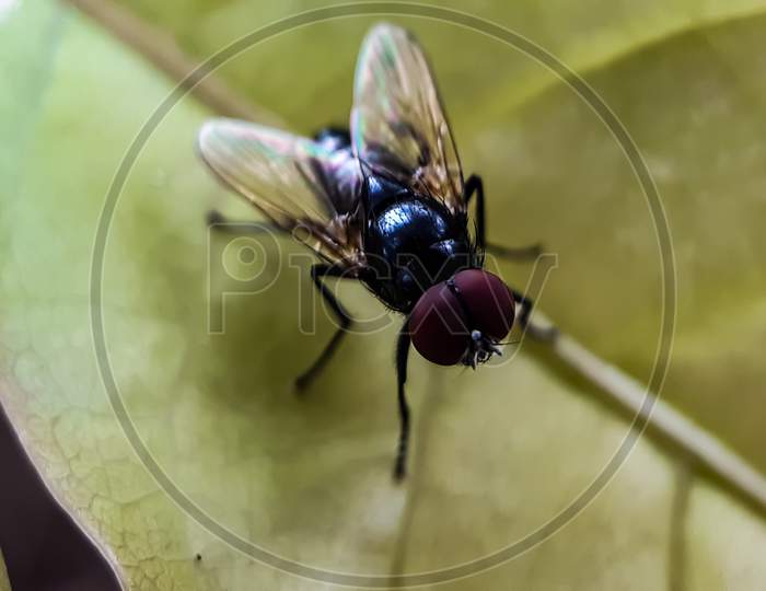 A Blue-Red Fly Is Sitting On The Yellow Leaves And Reflecting Sunlight.