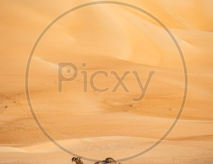 A Bunch Of Camels Standing In Liwa Desert With Beautiful Clean Sand Dunes In Background, Abu Dhabi In United Arab Emirates