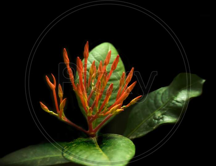 Jungle Flame Flower, Ixora Coccinea