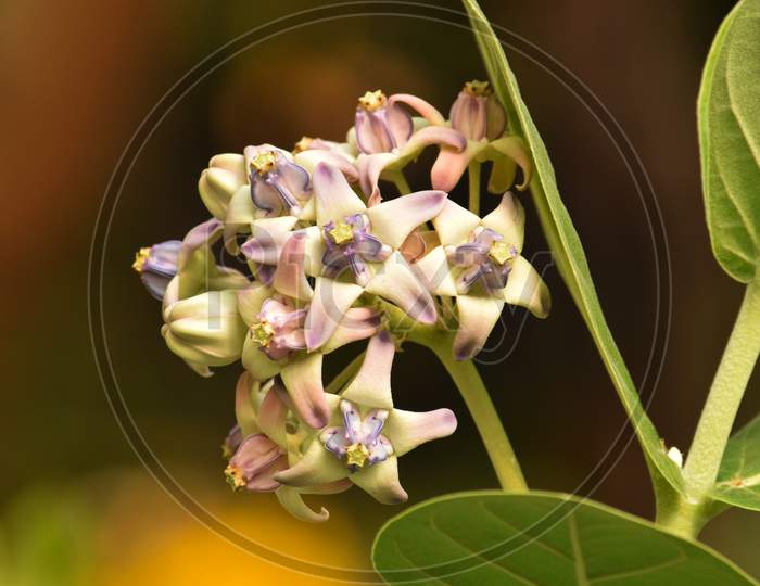 Beautiful Giant Milkweed Flower, Scientific Name Is Calotropis Gigantea, Crown