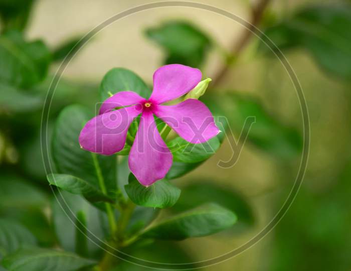 Pink Color Flower With Blurred Background