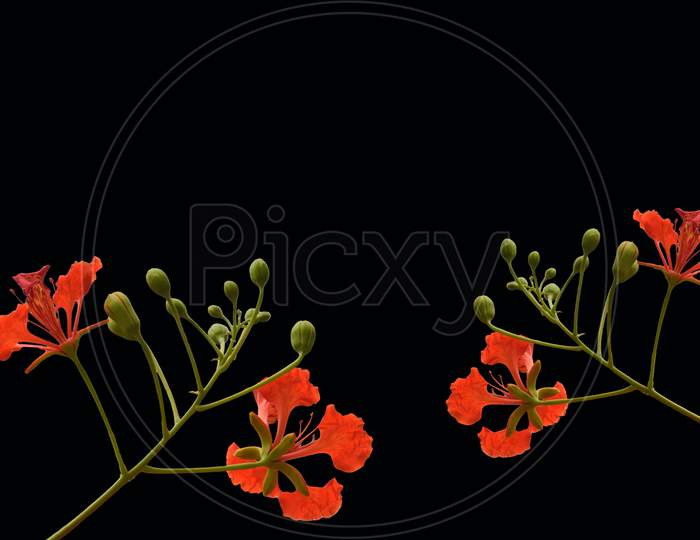 Beautiful Red Color Flower On Background Flowers With Blur