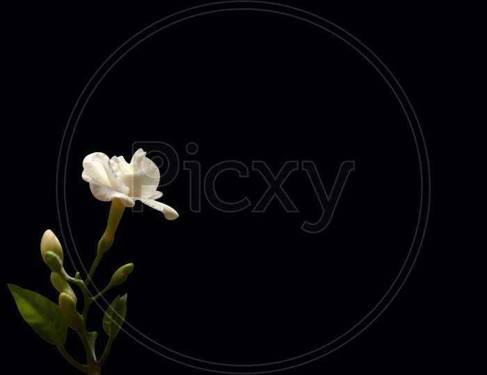 Common Jasmine, White Flower Isolated On Black Background
