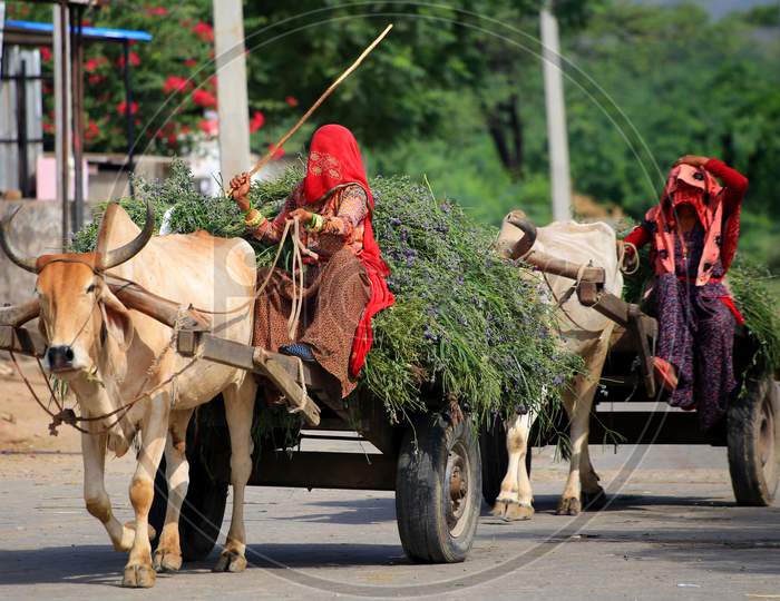 Indian Villager Returns From Agriculture Fields With Produce Carried On A Bullock Cart On The Outskirts Village Of Ajmer, Rajasthan, India On 14 July 2020