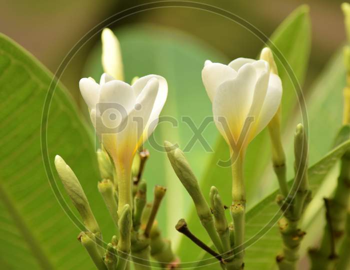 Plumeria Flower With Plant Beautiful Look