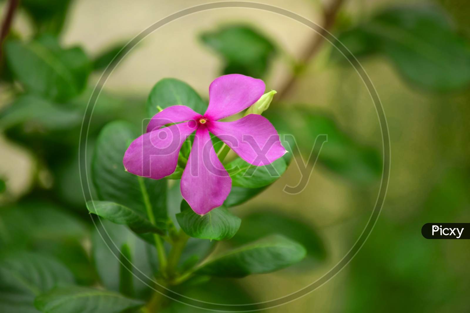 Pink Color Flower With Blurred Background