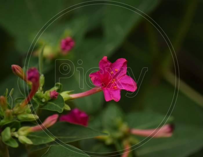 Beautiful Pink Color Flower On Background Flowers With Blur