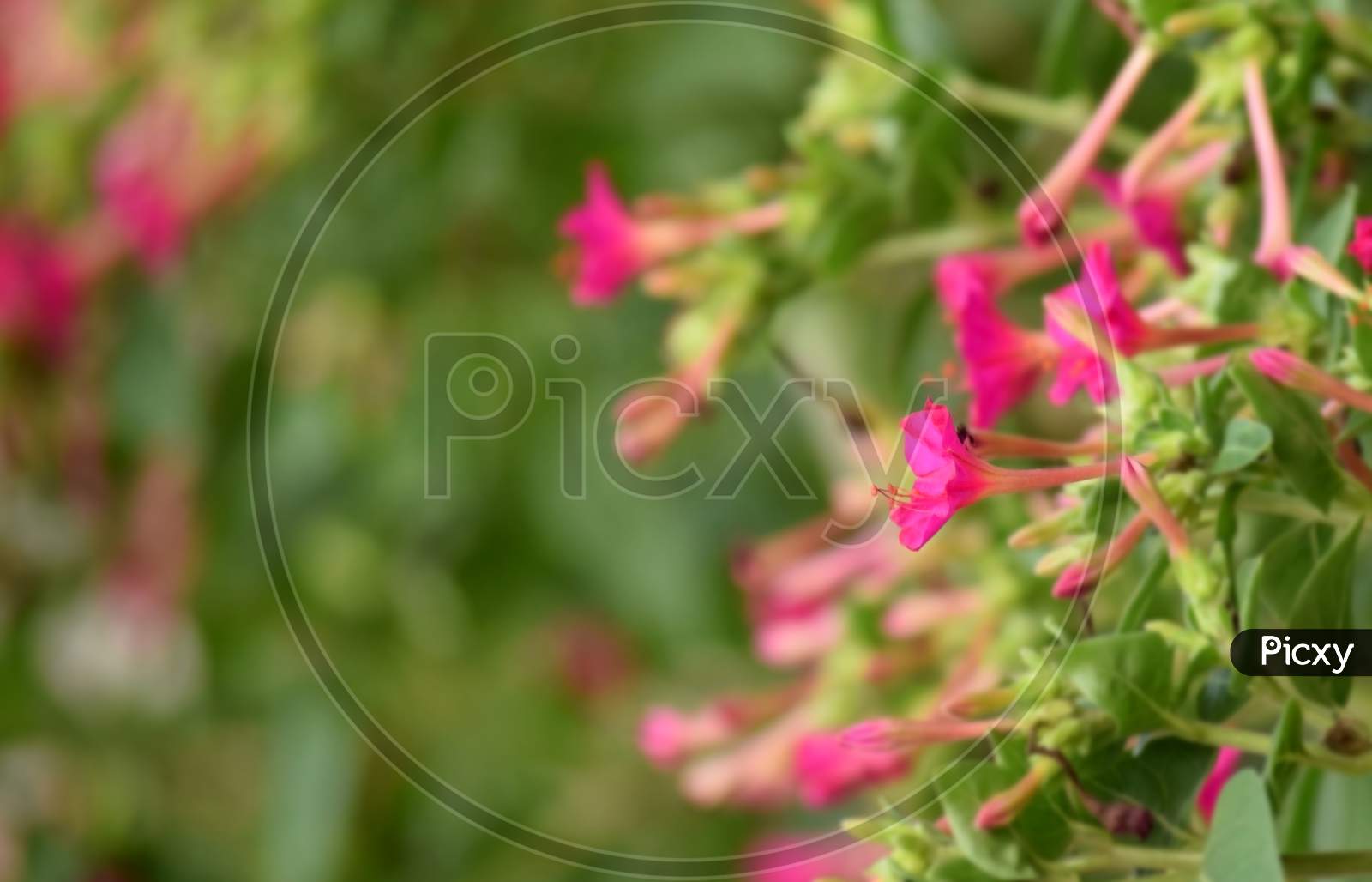 Beautiful Pink Color Flower On Background Flowers With Blur