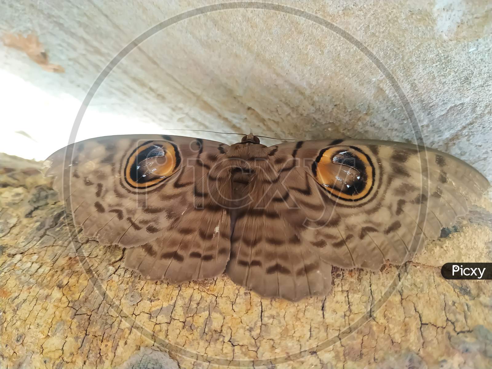 Image Of Erebus Hieroglyphica Butterfly On The Dry Wood.
