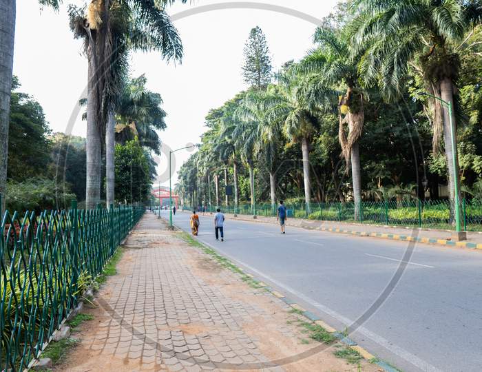 Cubbon Park,Bangalore,India-30Th November 2019 - Couples Going Morning Walk At Cubbon Park In The Morning