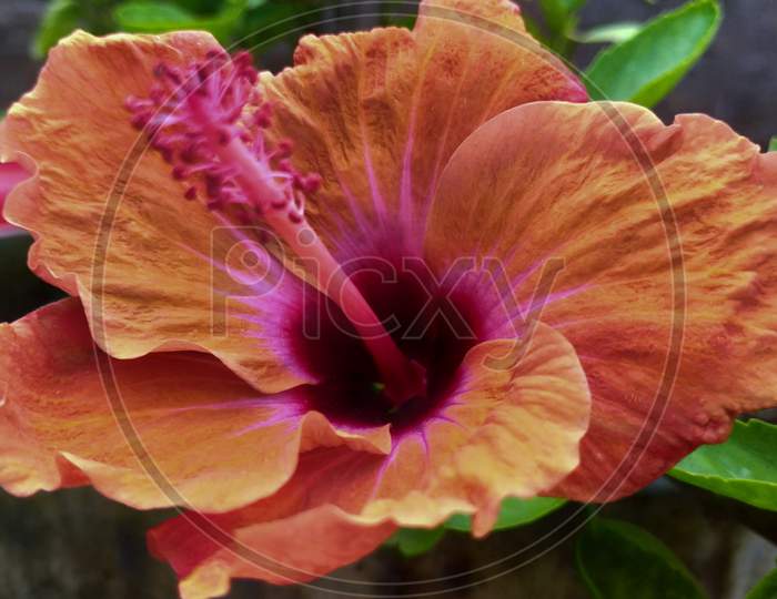 Hibiscus flower also known as China rose photos