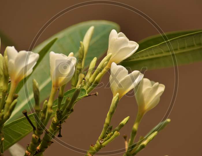 white Plumeria Flower With blurred background at outdoor, Beautiful Look