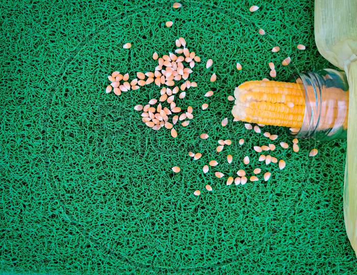 Home Made Boiled Corn Cob And Scattered Unpopped Popcorn Grains Are Isolated On Green Background. Daylight