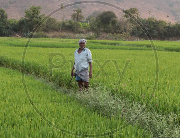 A Village Farmer in Agriculture Fields