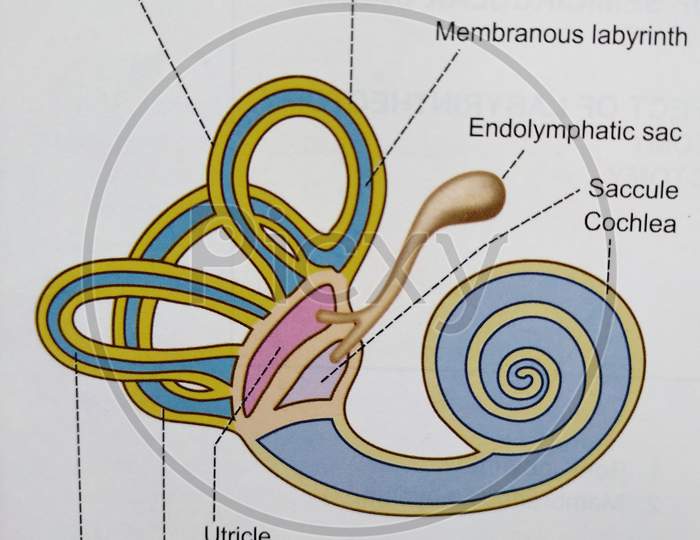 Structure of Labyrinth & Semicircular Canals