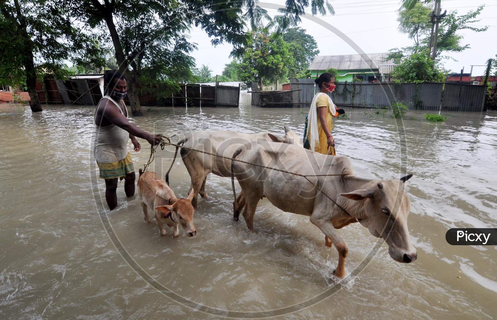 Villagers move their cattle to a safer place from the flood-affected regions in Hatisela district in Kamrup, Assam on July 14, 2020