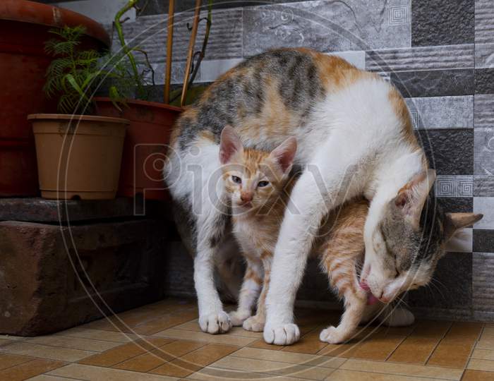 Mom Cat Cleaning Her Baby Kitten