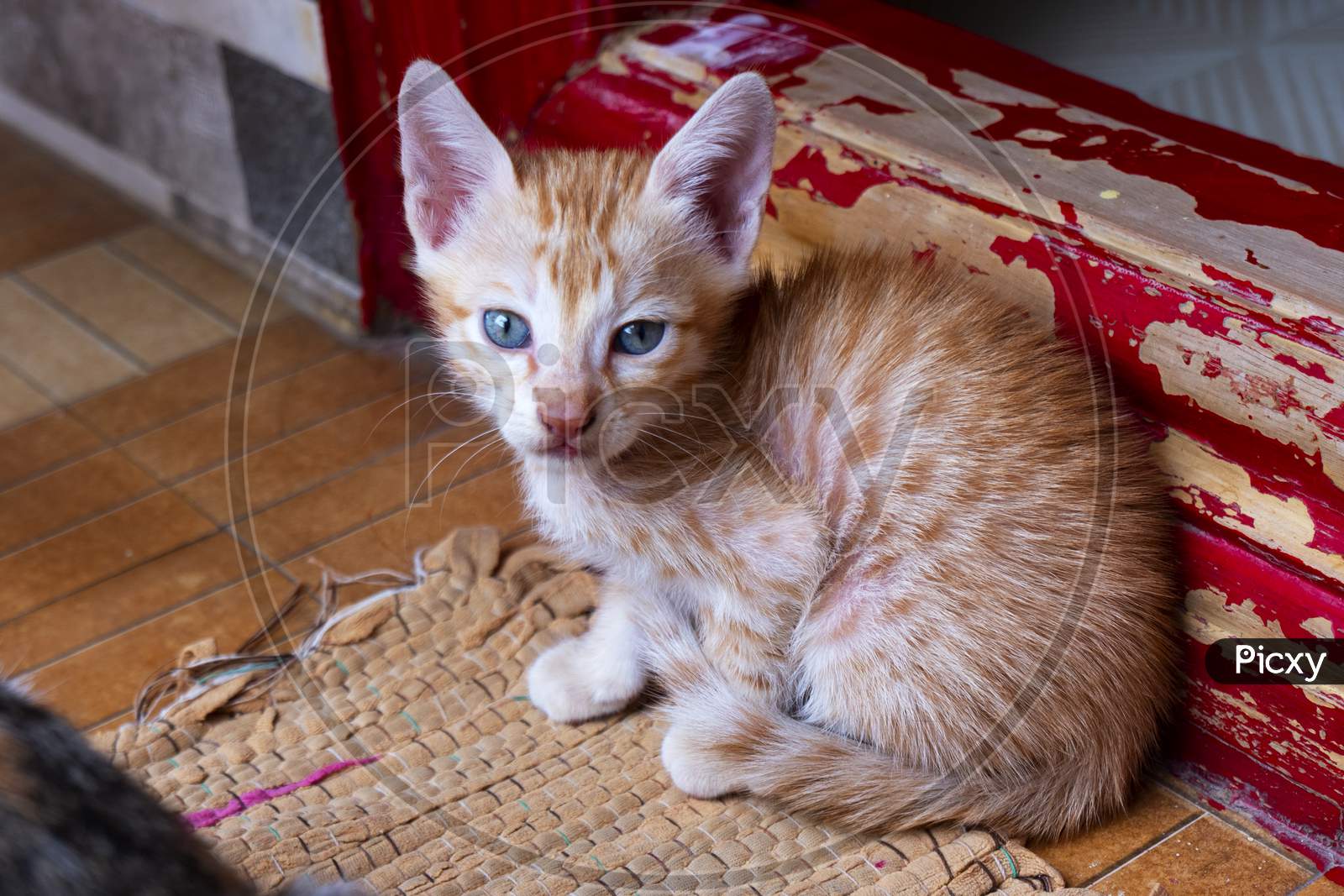 Ginger Orange Striped Cute Kitten Sitting