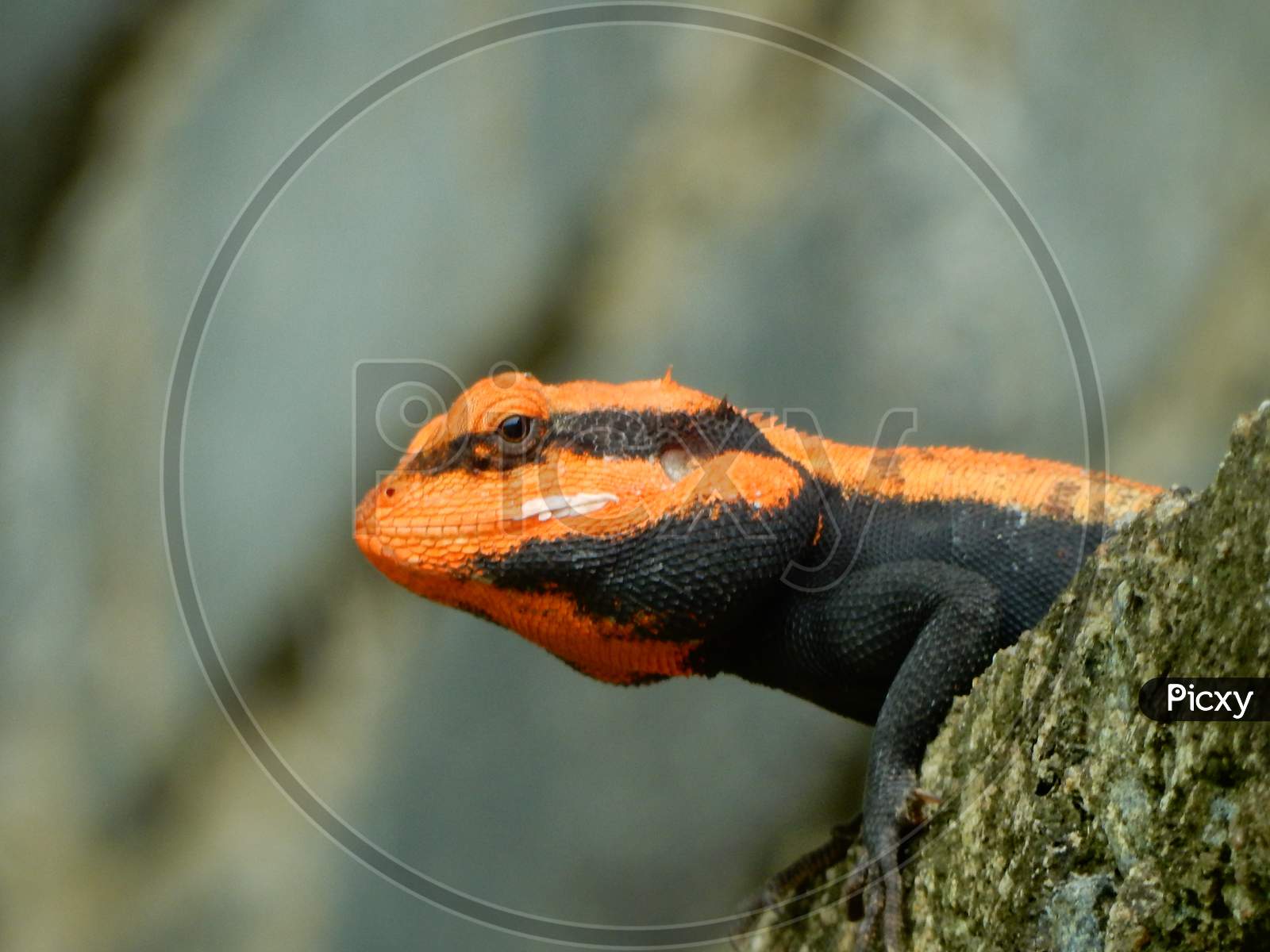 Close up shot of Red Home lizard