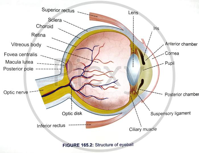Structure of eyeball