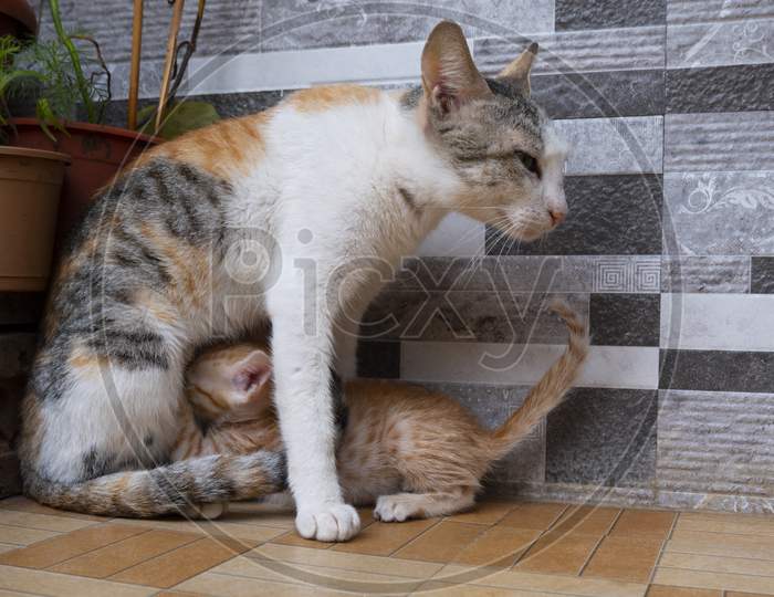 Mother Cat Breast Feeding Kitten In House