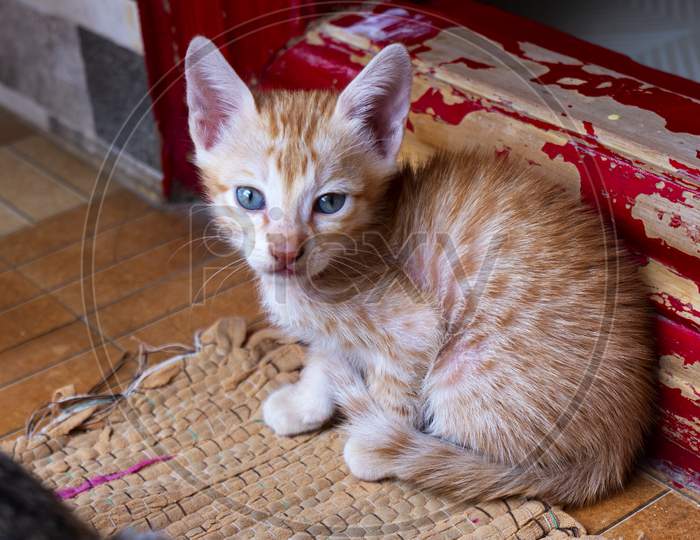 Ginger Orange Striped Cute Kitten Sitting