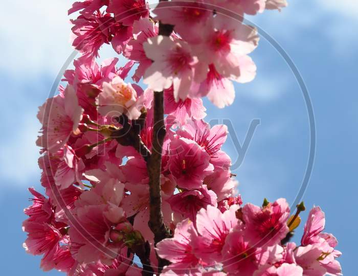 Cherry blossoms，Sakura，櫻花