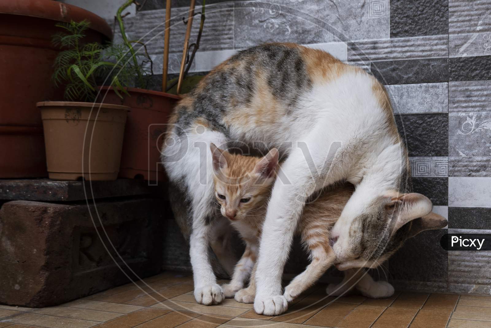 Mother Cat Cleaning Her Kitten