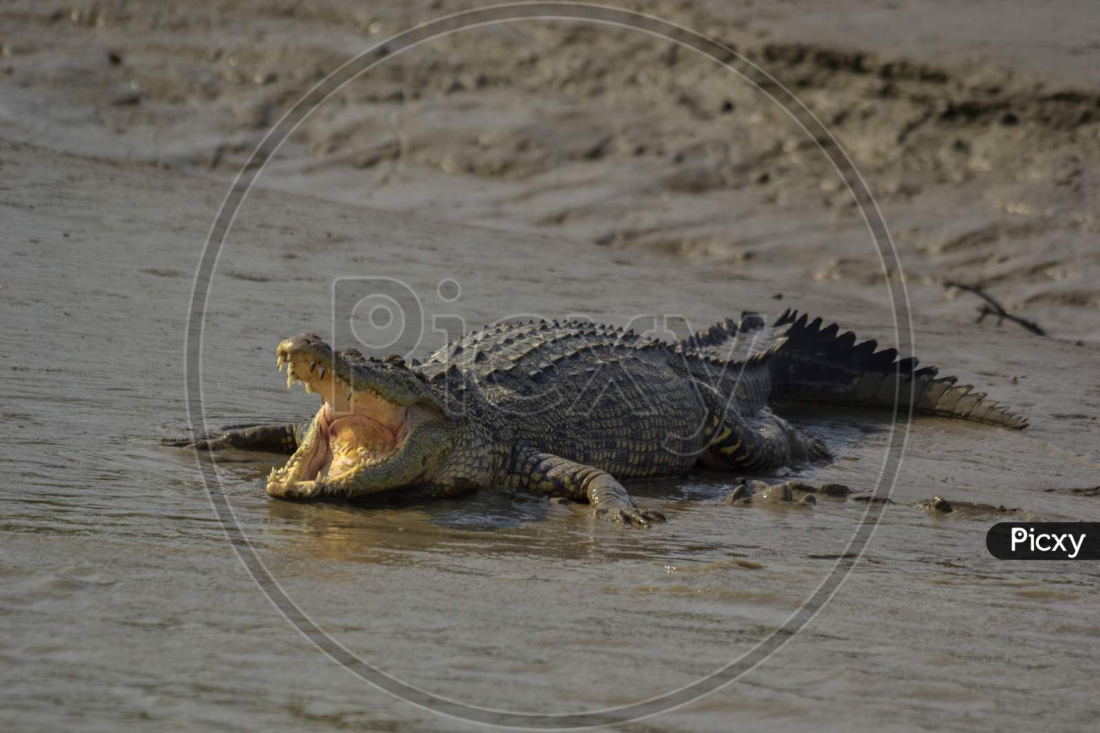 A Hugh Salt Water Crocodile Opened Its Mouth For Basking Using Morning Sunlight