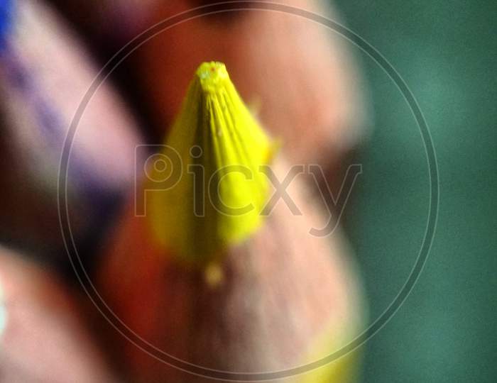 Yellow coloured pencil