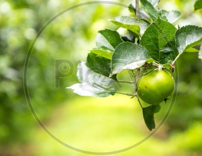 Freshly Grown Apples