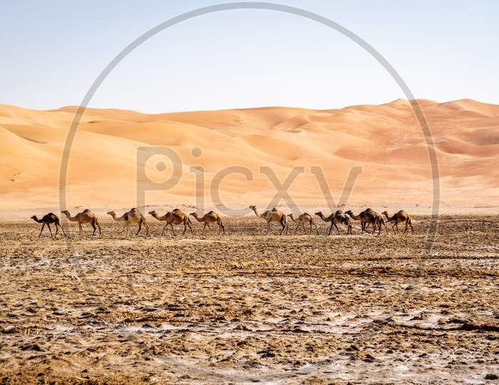A Group Of Camels Crossing At Liwa Desert, Abu Dhabi, Clean Sand Dunes With Blue Sky