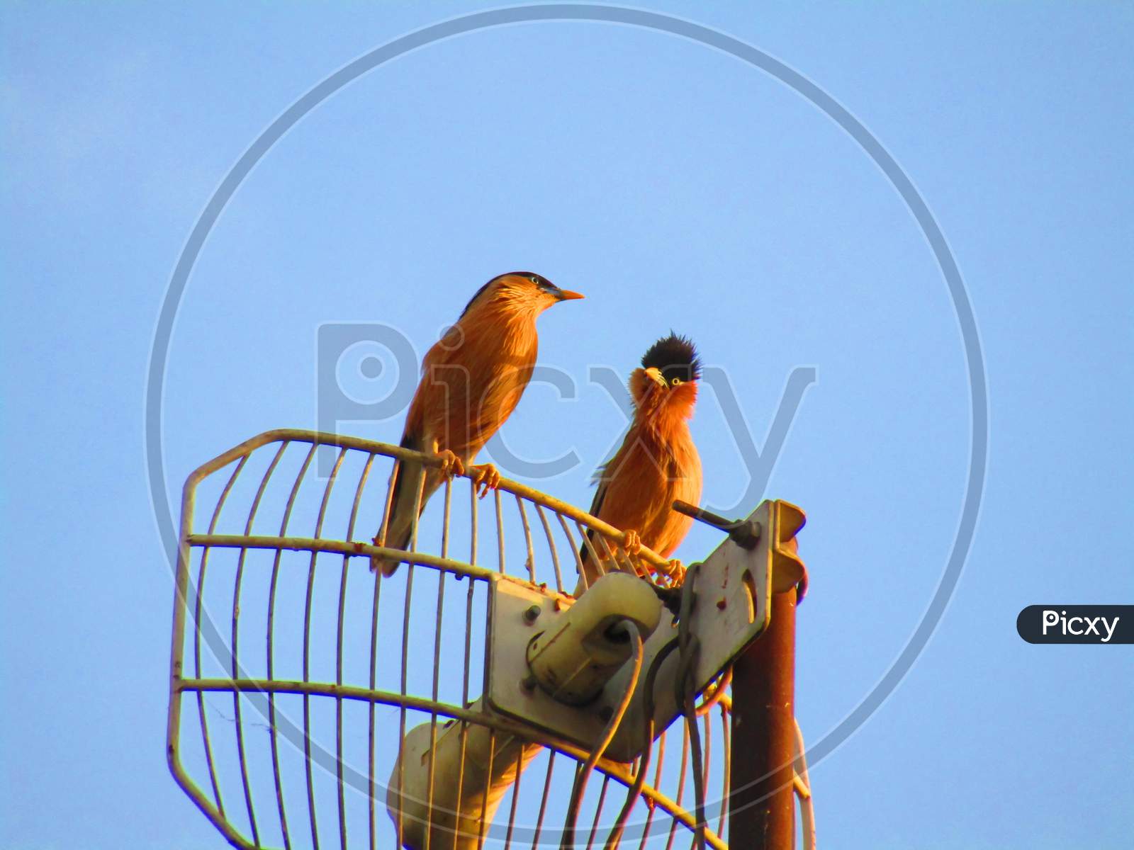 Two brahminy myna or brahminy starling (Sturnia pagodarum) sitting on Tv antenna.