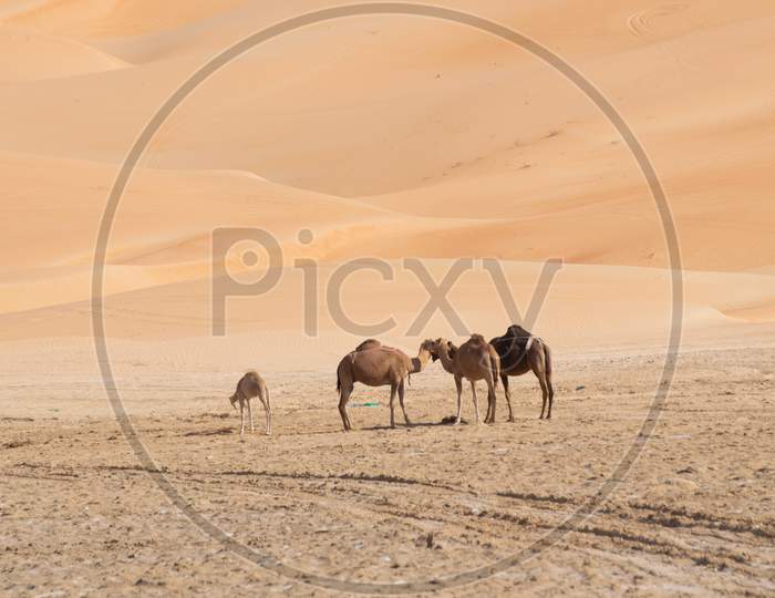A Bunch Of Camels Standing In Liwa Desert, Abu Dhabi In United Arab Emirates