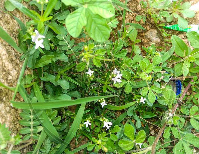 The small flowers and plants