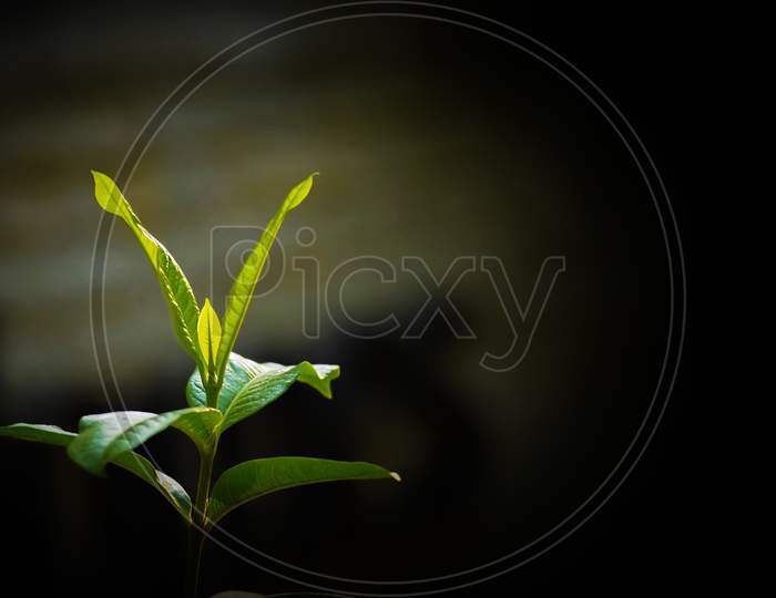 Green Plant Leaves At Outdoor, Blurred Background, Closeup View, Texture