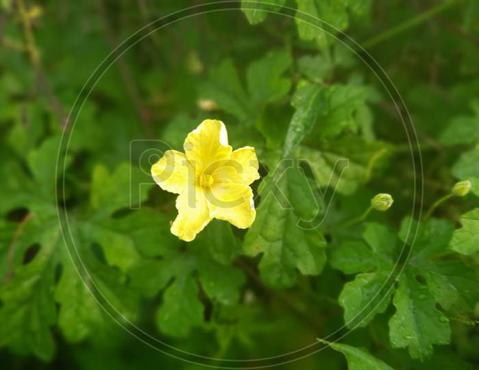 Flowering plant butter cup